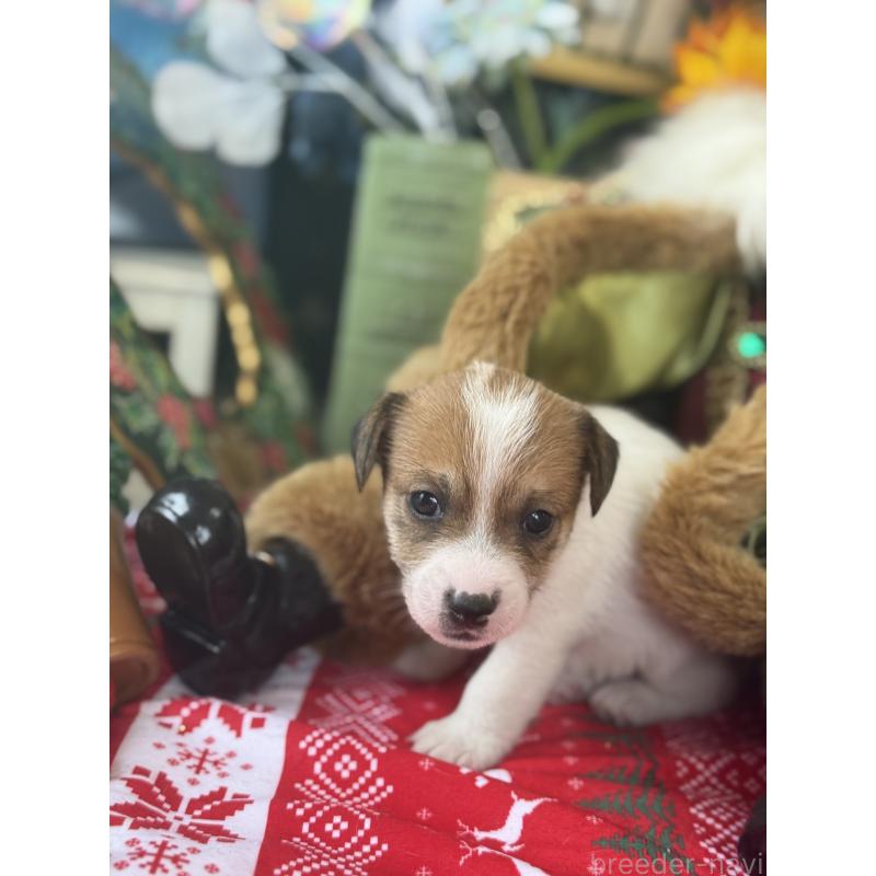 成約済の宮崎県のジャックラッセルテリア-425124の4枚目