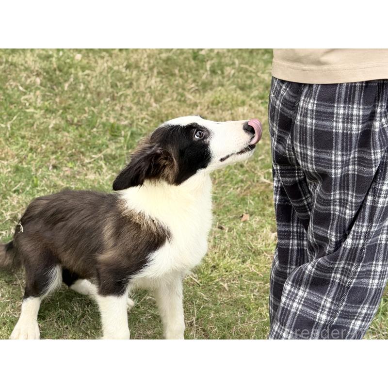 販売中の鹿児島県のボーダーコリー-399569の6枚目