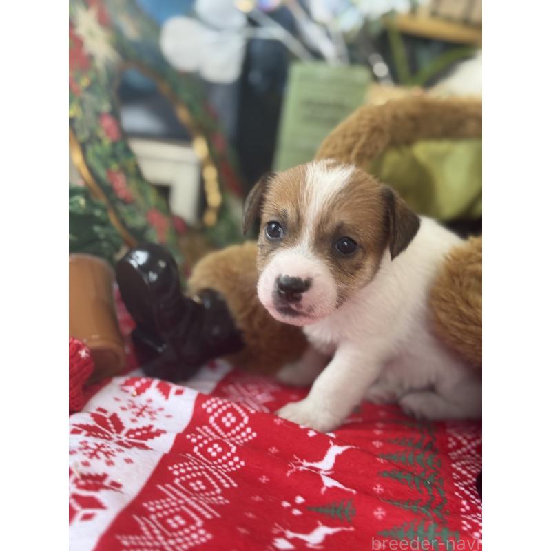 成約済の宮崎県のジャックラッセルテリア-425124の3枚目