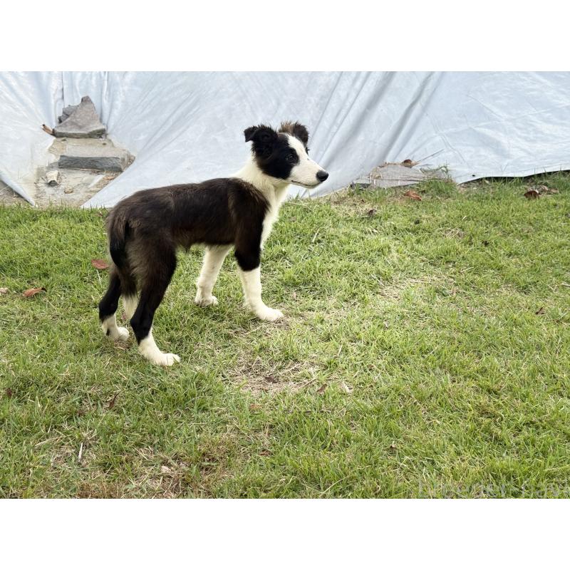 販売中の鹿児島県のボーダーコリー-399569の5枚目