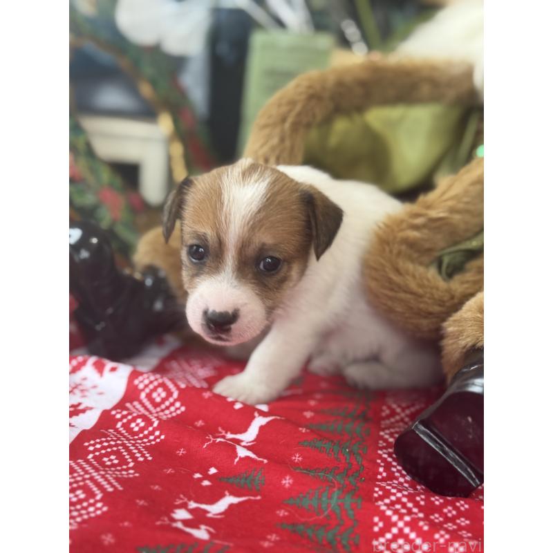 成約済の宮崎県のジャックラッセルテリア-425124の2枚目