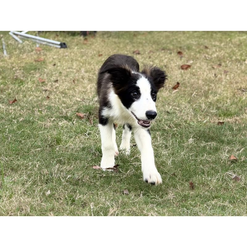 販売中の鹿児島県のボーダーコリー-399569の4枚目