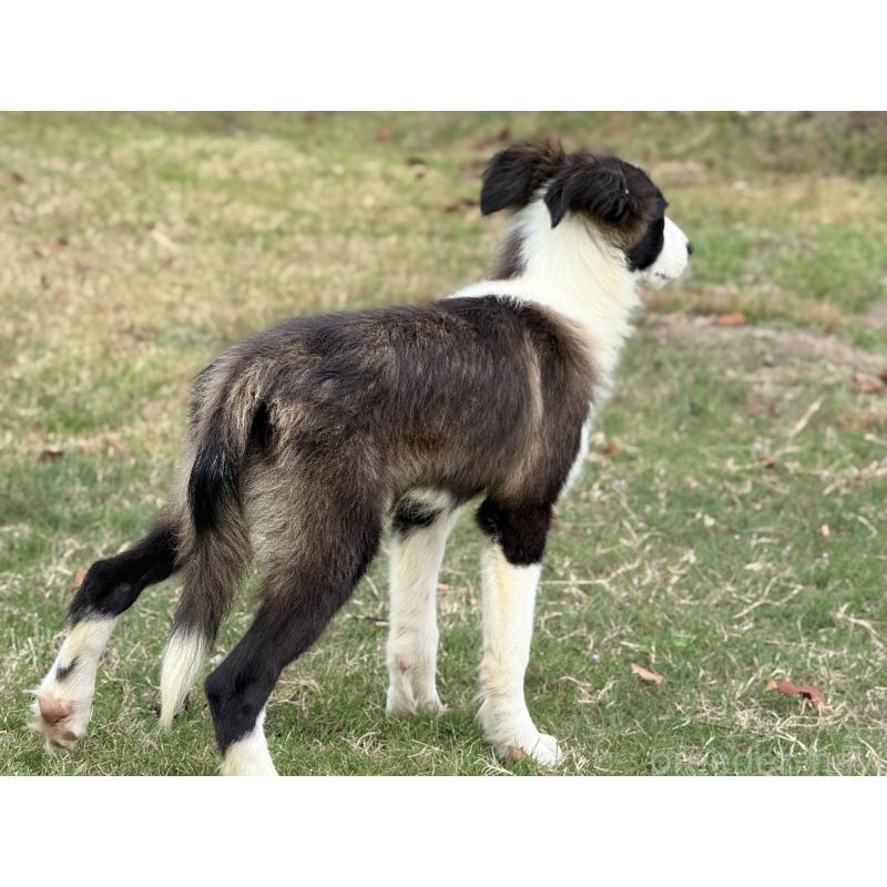 販売中の鹿児島県のボーダーコリー-399569の3枚目