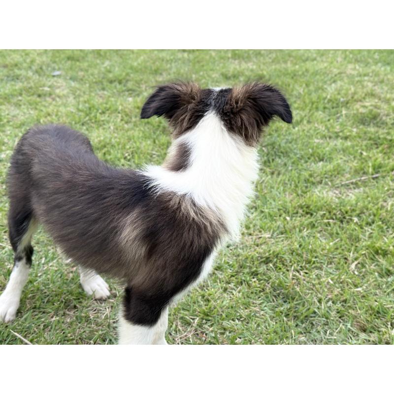 販売中の鹿児島県のボーダーコリー-399569の2枚目