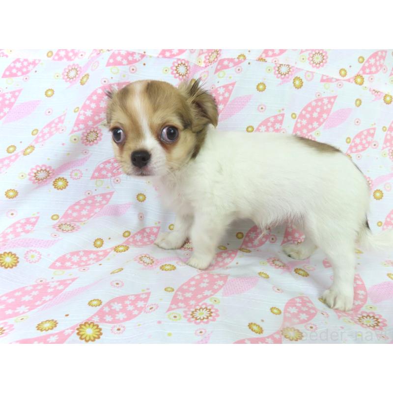 販売中の千葉県のチワワ(ロングコート)-418420の5枚目