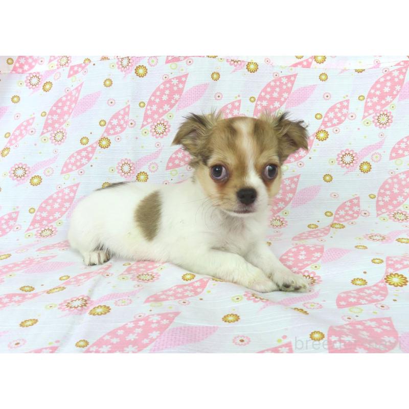 販売中の千葉県のチワワ(ロングコート)-418420の4枚目