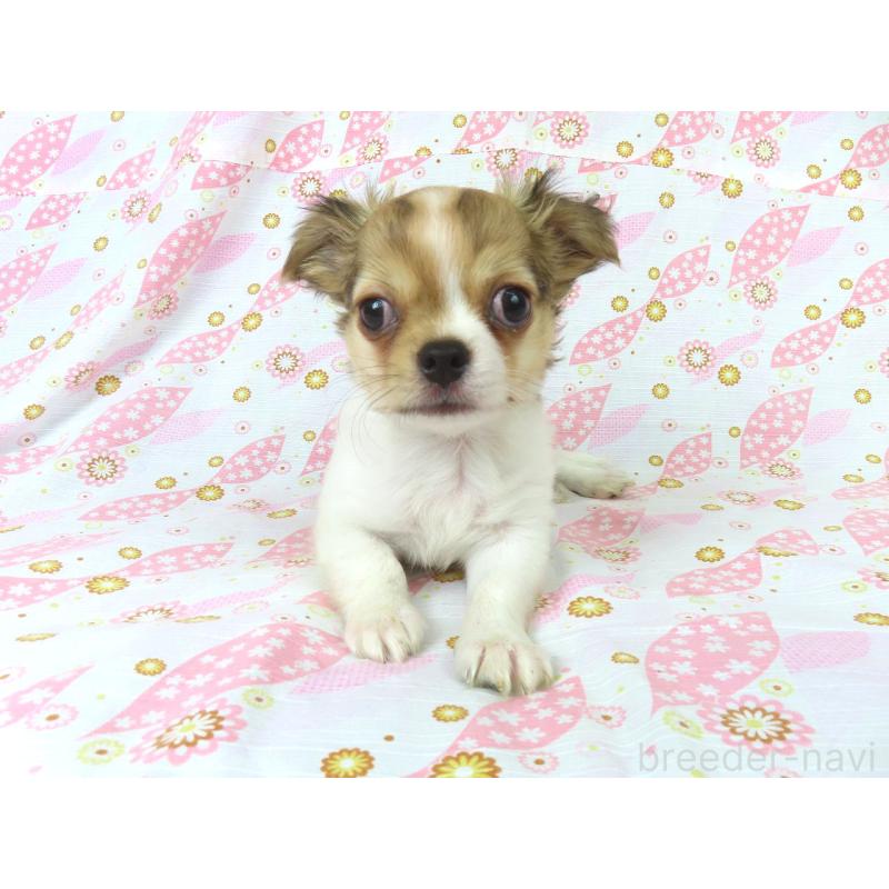 販売中の千葉県のチワワ(ロングコート)-418420の3枚目