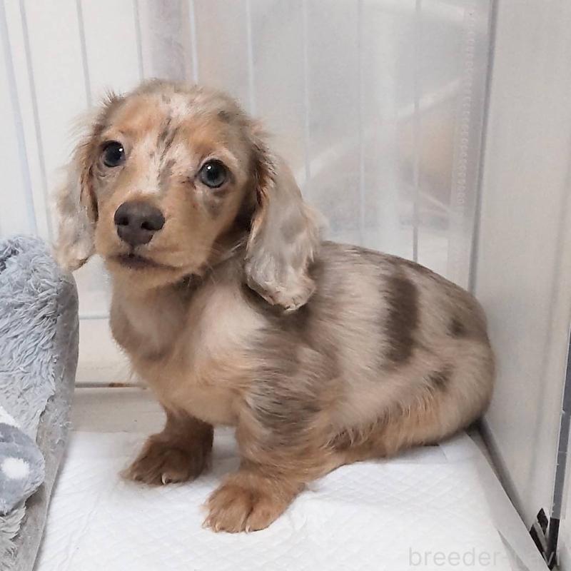 販売中の兵庫県のミニチュアダックスフンド(ロングヘアード)-423144