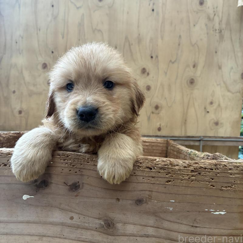 販売中の大分県のゴールデンレトリーバー-423560