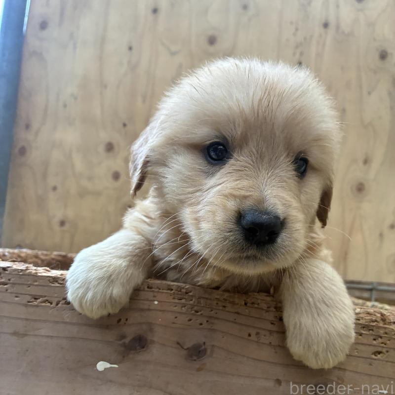 販売中の大分県のゴールデンレトリーバー-425967の1枚目