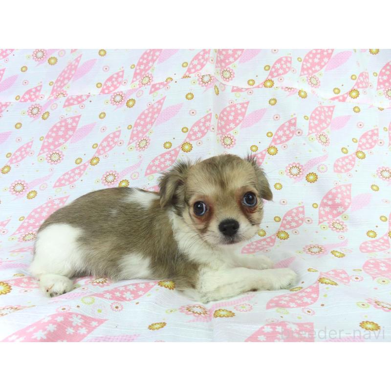 成約済の千葉県のチワワ(ロングコート)-418479の5枚目