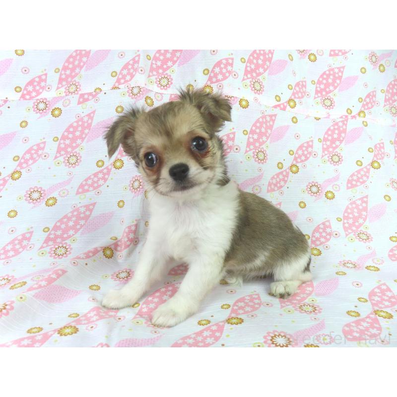 成約済の千葉県のチワワ(ロングコート)-418479の4枚目