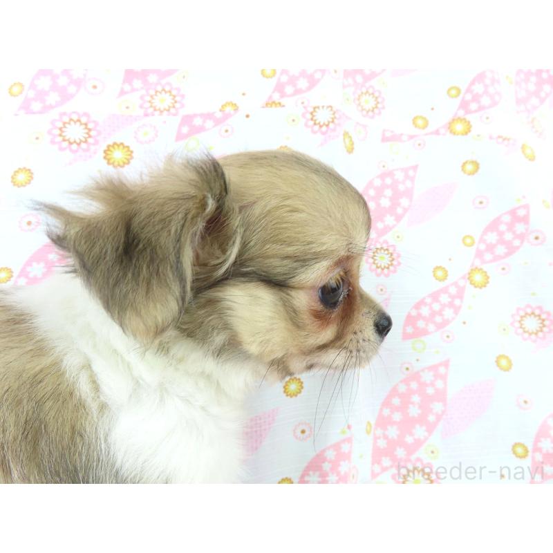 成約済の千葉県のチワワ(ロングコート)-418479の2枚目