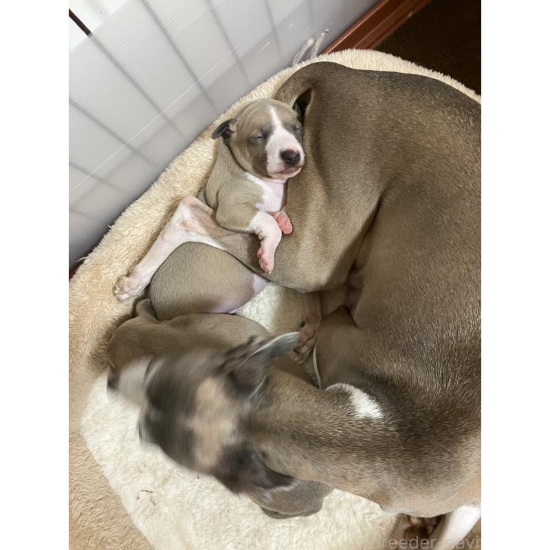 成約済の滋賀県のイタリアングレーハウンド(イタグレ)-425136の7枚目