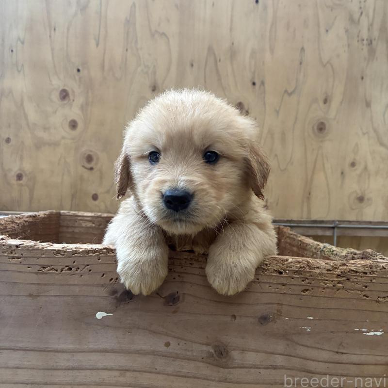 販売中の大分県のゴールデンレトリーバー-425968の1枚目