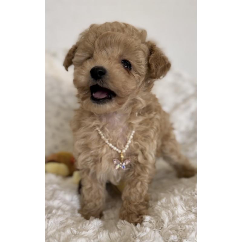 販売中の群馬県のティーカッププードル-425973の3枚目