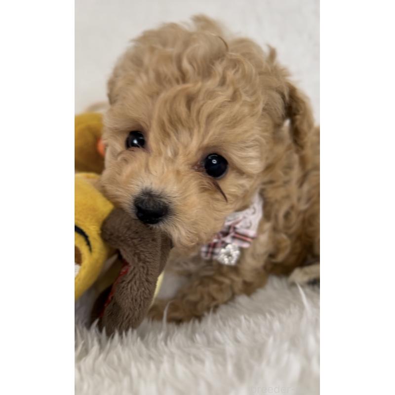 販売中の群馬県のティーカッププードル-425973の2枚目