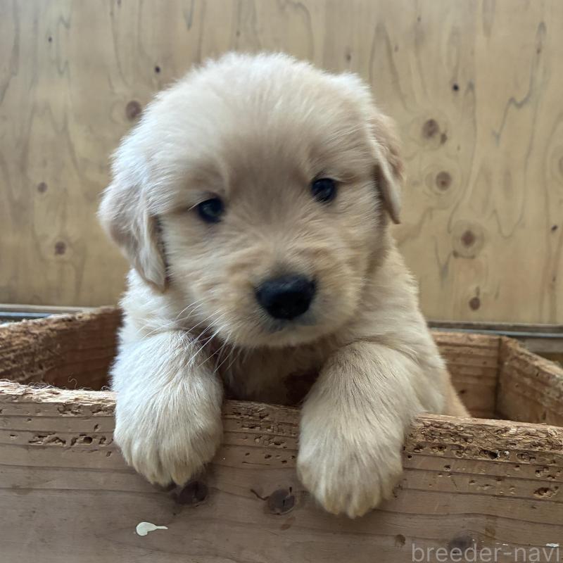 販売中の大分県のゴールデンレトリーバー-425969