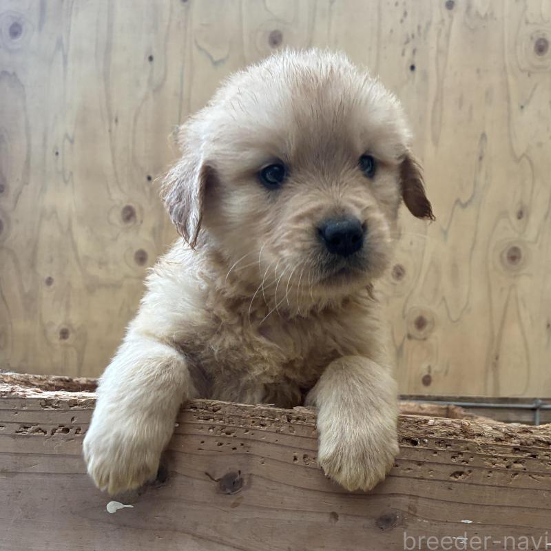 販売中の大分県のゴールデンレトリーバー-425970