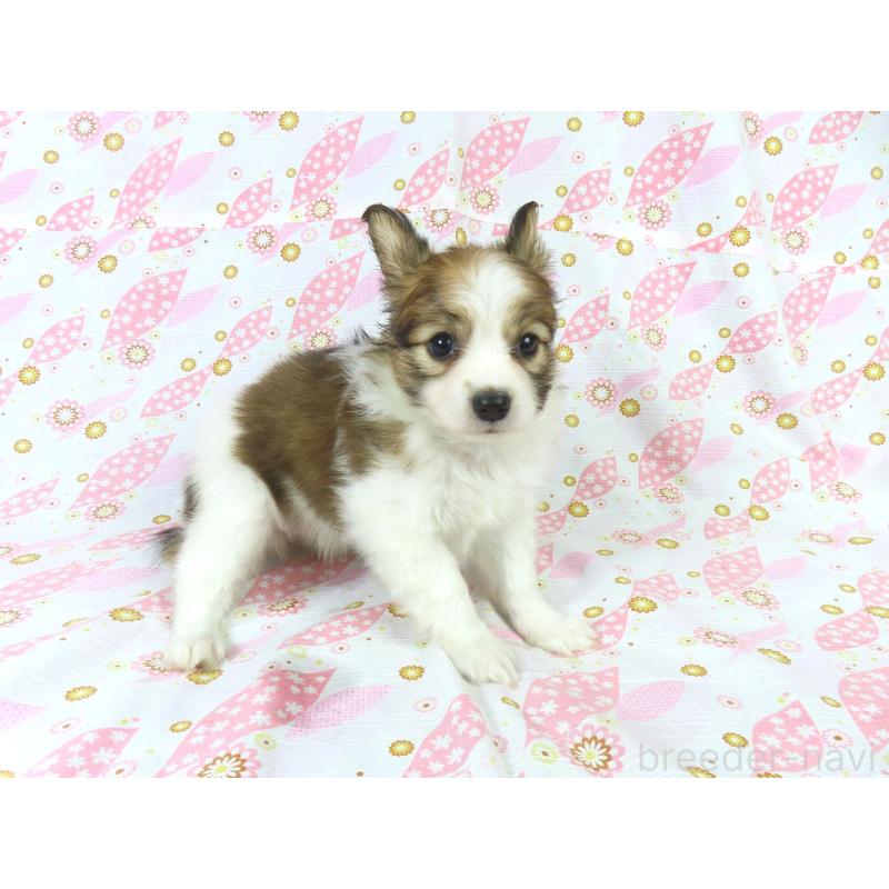 成約済の千葉県のパピヨン-421333の9枚目