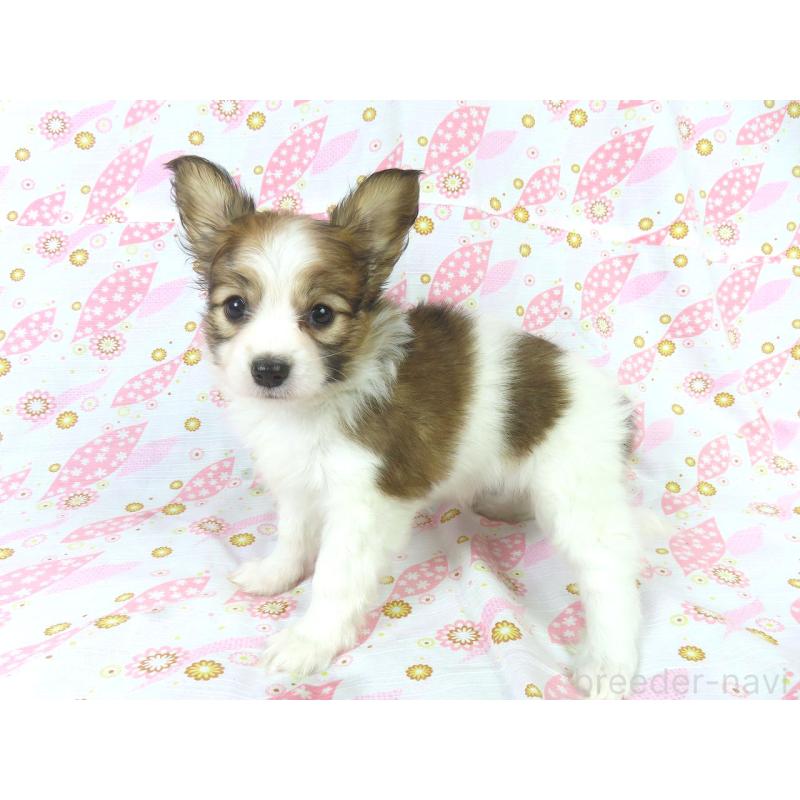 成約済の千葉県のパピヨン-421333の8枚目