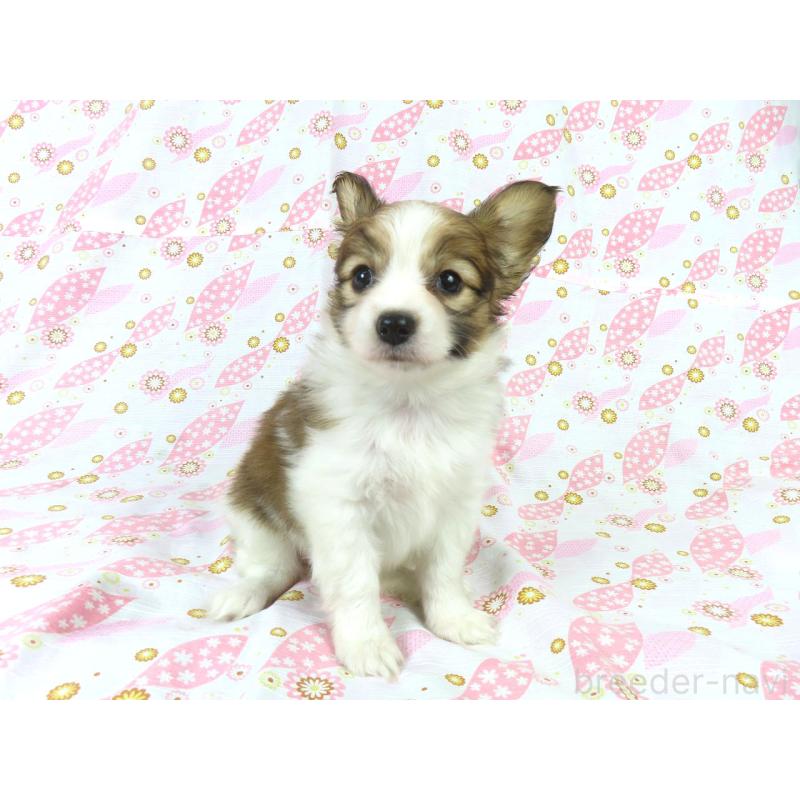 成約済の千葉県のパピヨン-421333の7枚目