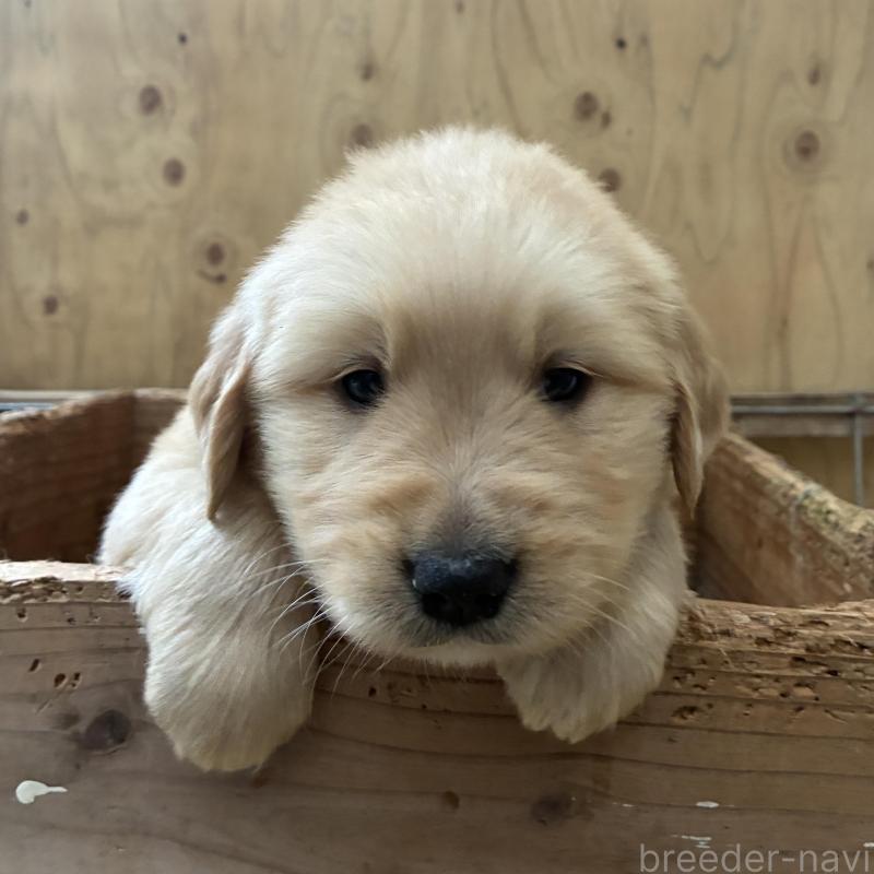 販売中の大分県のゴールデンレトリーバー-425971