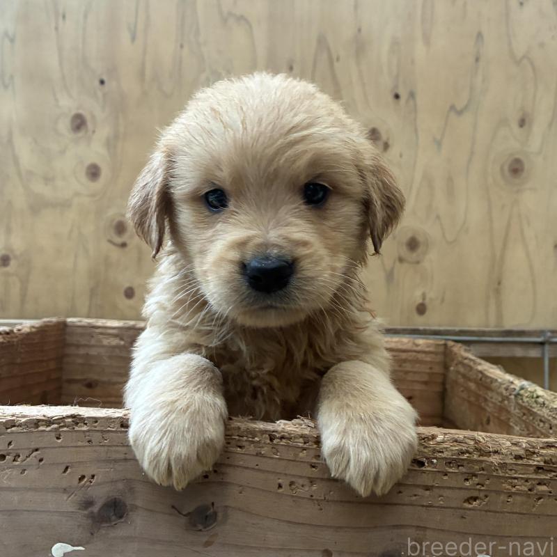 販売中の大分県のゴールデンレトリーバー-425972