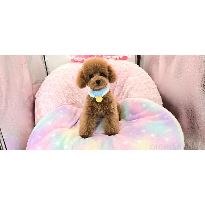 販売中の沖縄県のタイニープードル-415622の7枚目