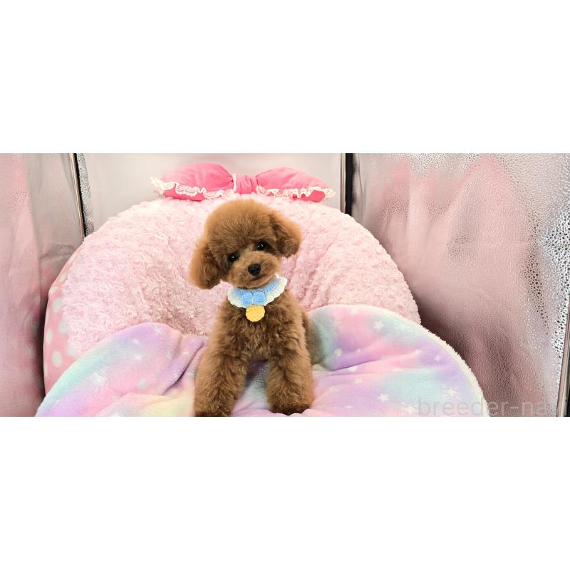 販売中の沖縄県のタイニープードル-415622の6枚目