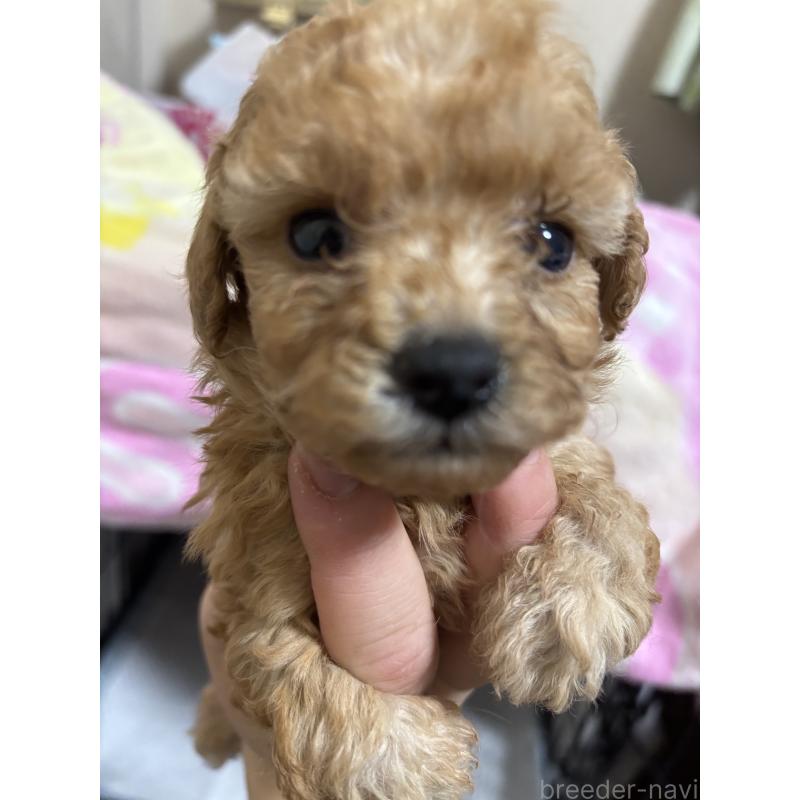 販売中の長野県のトイプードル-425974の2枚目