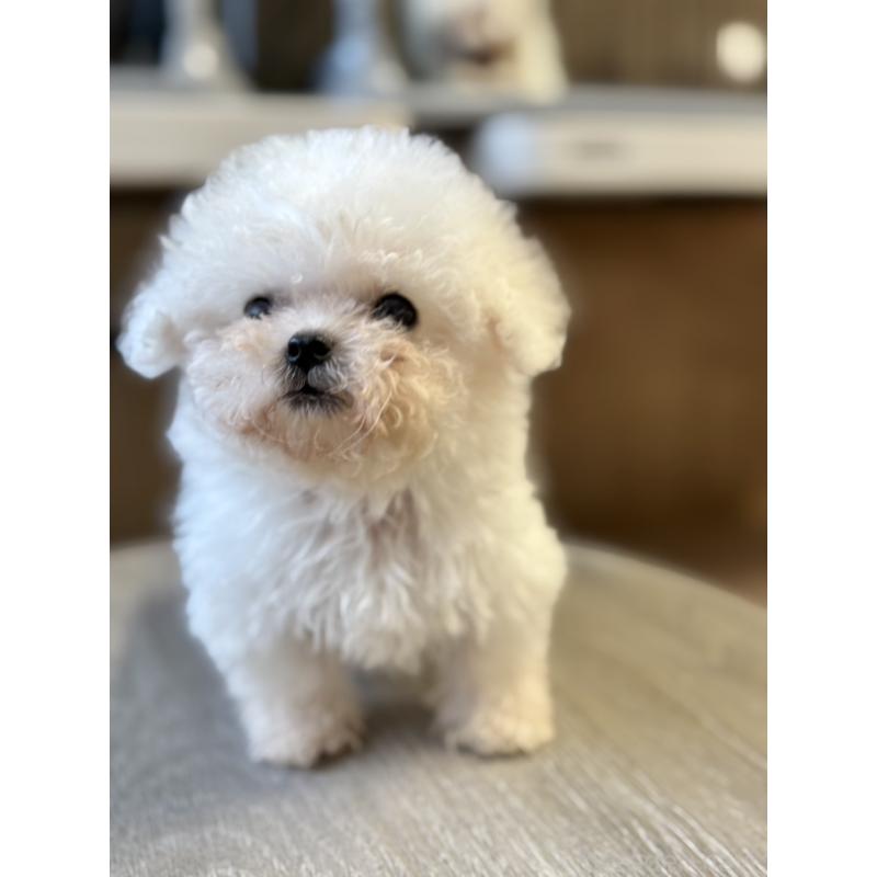 成約済の栃木県のビションフリーゼ-424755の10枚目