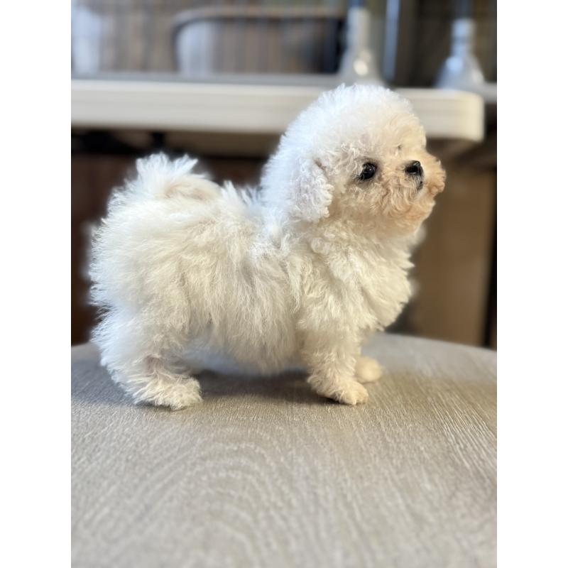 成約済の栃木県のビションフリーゼ-424755の9枚目