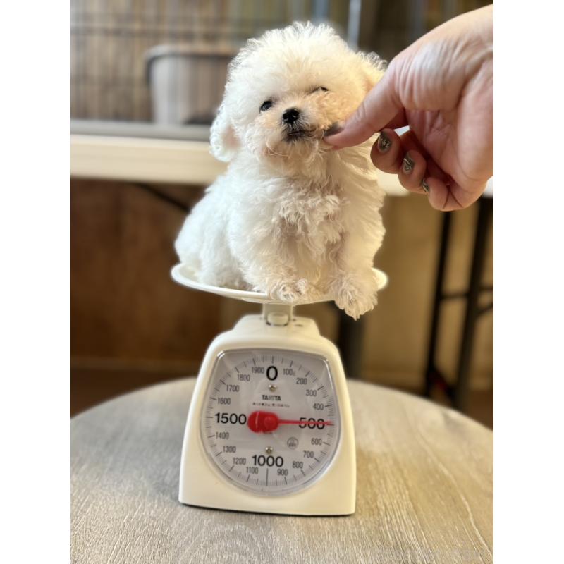 成約済の栃木県のビションフリーゼ-424755の8枚目