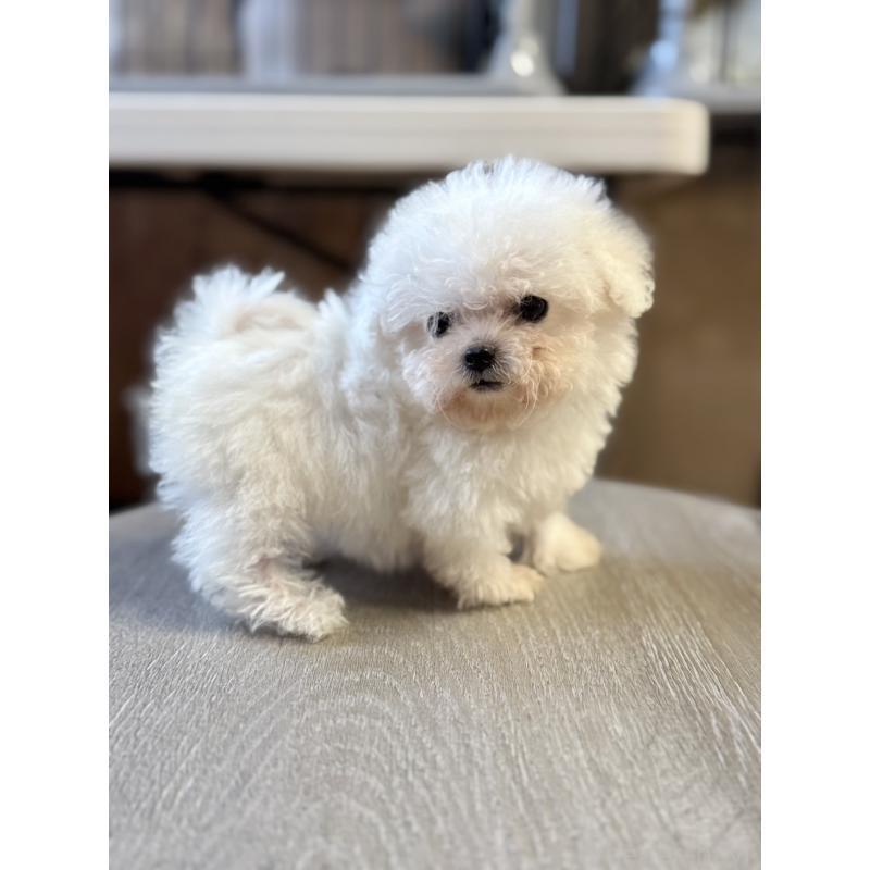 成約済の栃木県のビションフリーゼ-424755の6枚目