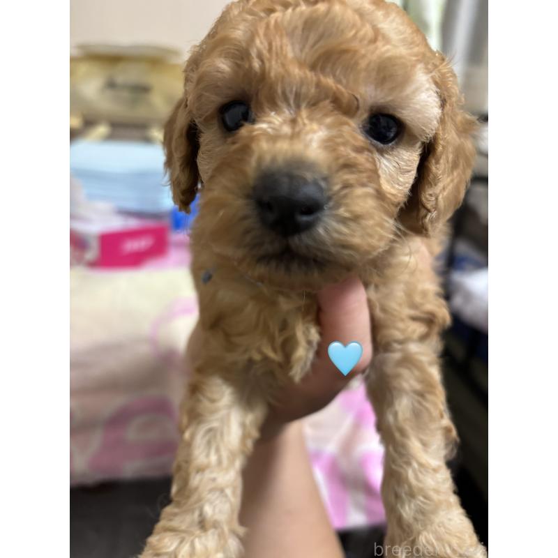 販売中の長野県のトイプードル-425975の2枚目