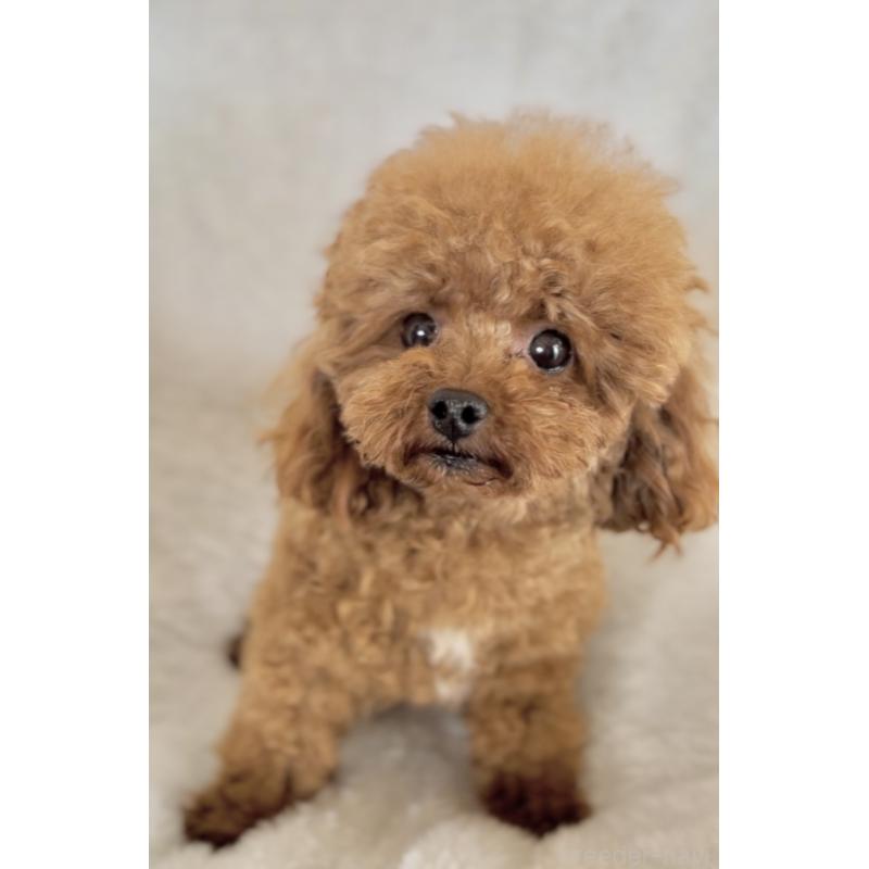 イトちゃん1枚目