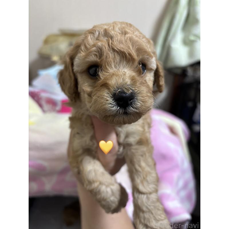 販売中の長野県のトイプードル-425976の2枚目