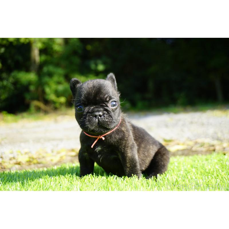 販売中の鹿児島県のフレンチブルドッグ-425979の11枚目