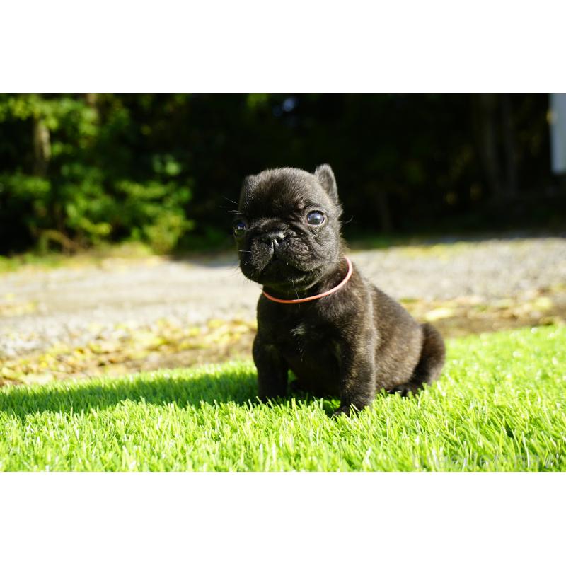 販売中の鹿児島県のフレンチブルドッグ-425979の10枚目