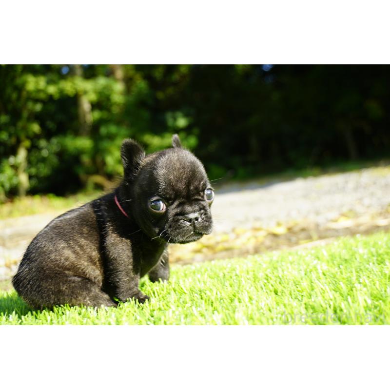 販売中の鹿児島県のフレンチブルドッグ-425979の9枚目