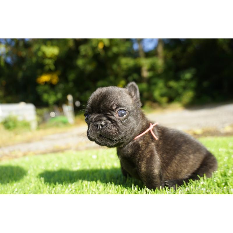 販売中の鹿児島県のフレンチブルドッグ-425979の8枚目