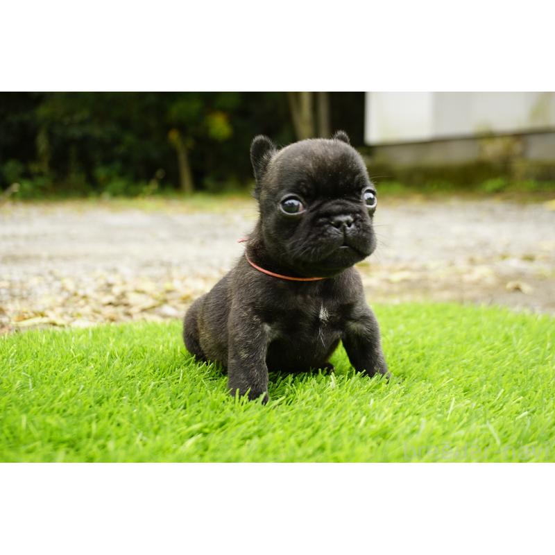 販売中の鹿児島県のフレンチブルドッグ-425979の6枚目