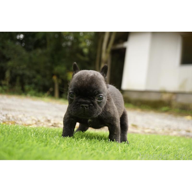 販売中の鹿児島県のフレンチブルドッグ-425979の5枚目