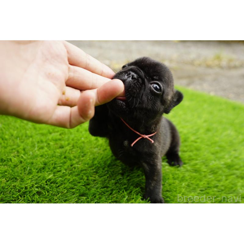 販売中の鹿児島県のフレンチブルドッグ-425979の4枚目