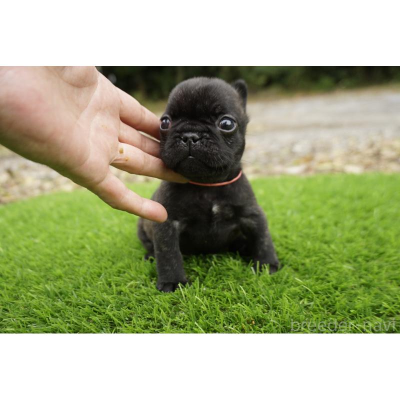 販売中の鹿児島県のフレンチブルドッグ-425979の3枚目