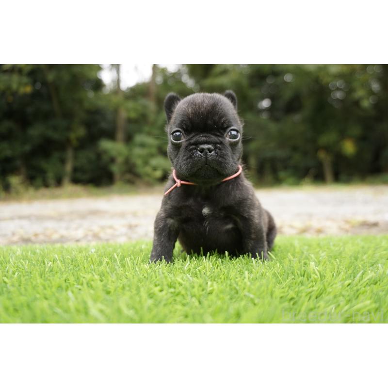 販売中の鹿児島県のフレンチブルドッグ-425979の2枚目