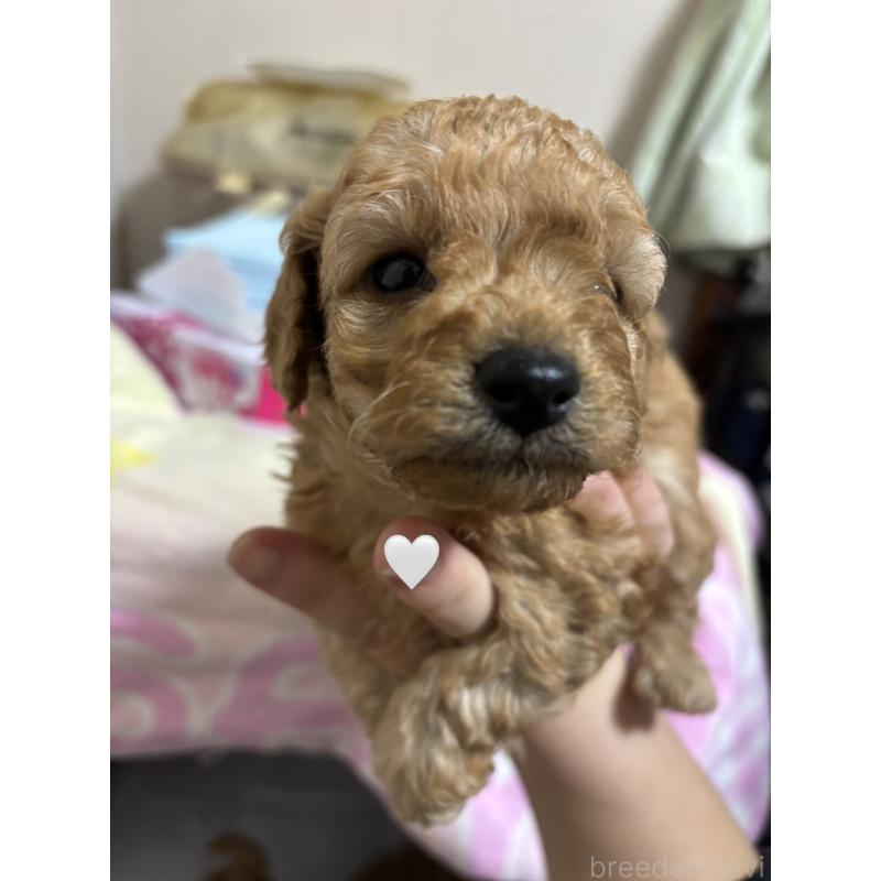 販売中の長野県のトイプードル-425977の2枚目