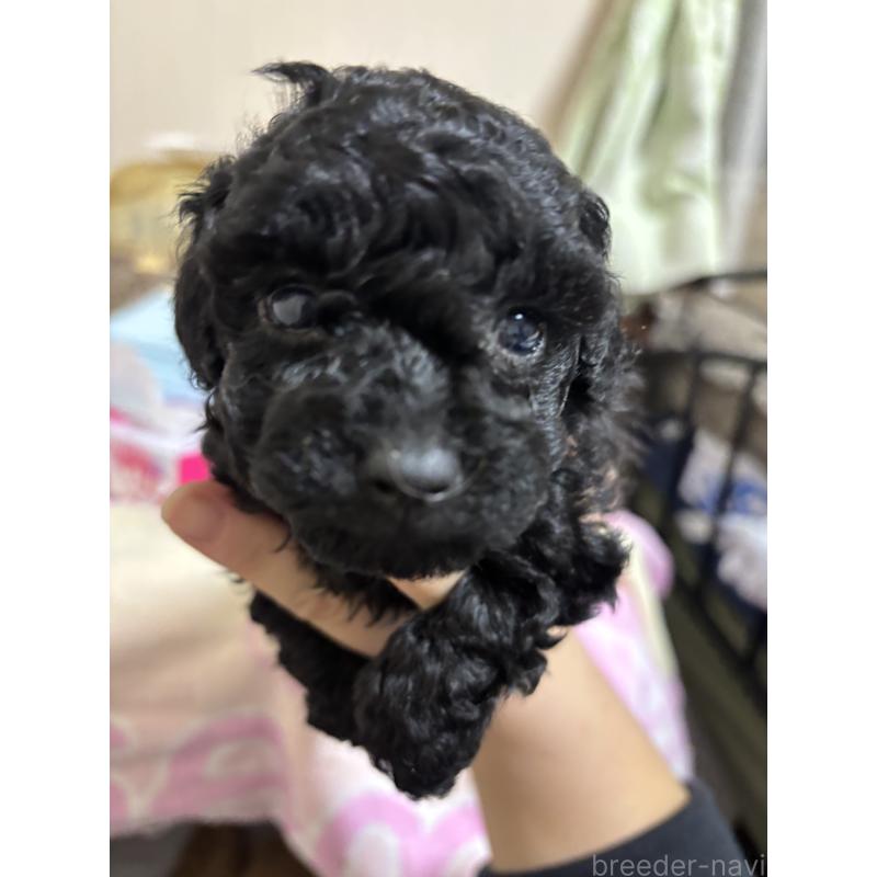 販売中の長野県のトイプードル-425980の2枚目