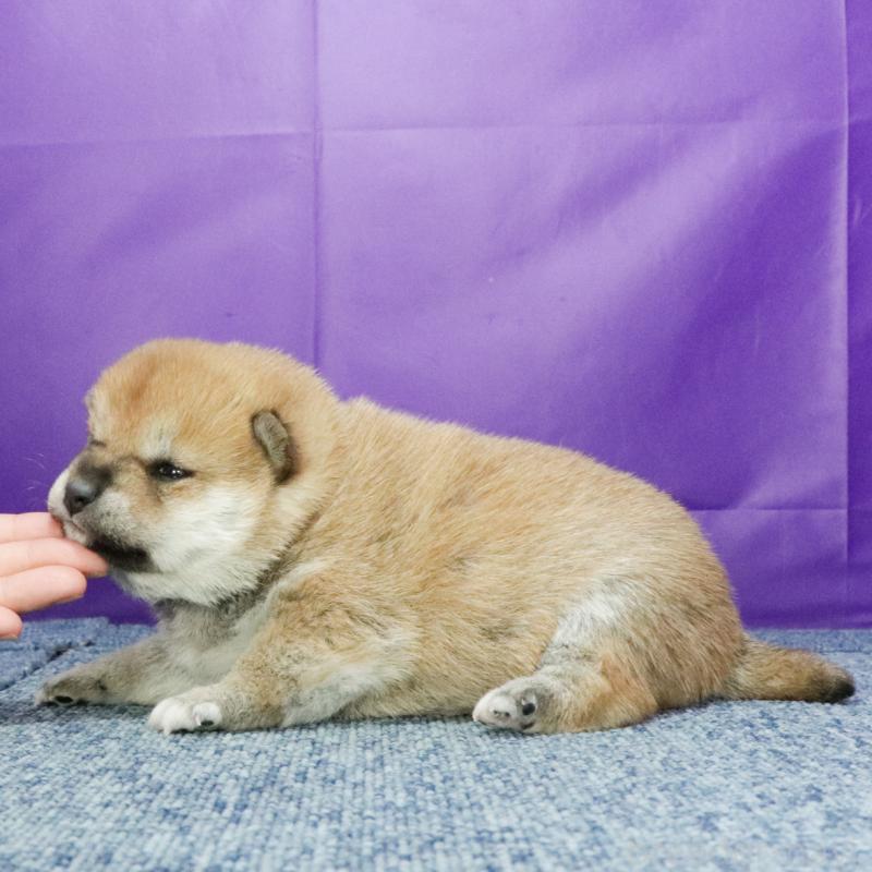 販売中の愛知県の柴犬-425983の2枚目